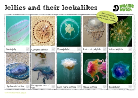 A spotting sheet of ten jellyfish and jelly lookalikes. They are comb jelly, compass jellyfish, moon jellyfish, rootmouth jellyfish, stalked jellyfish, by-the-wind-sailor, Portuguese man o' war, lion's mane jellyfish, mauve jellyfish, and blue jellyfish